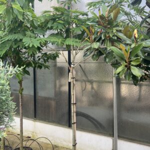 Albizia Julibrissin Ombrella - Perzische Slaapboom 200cm