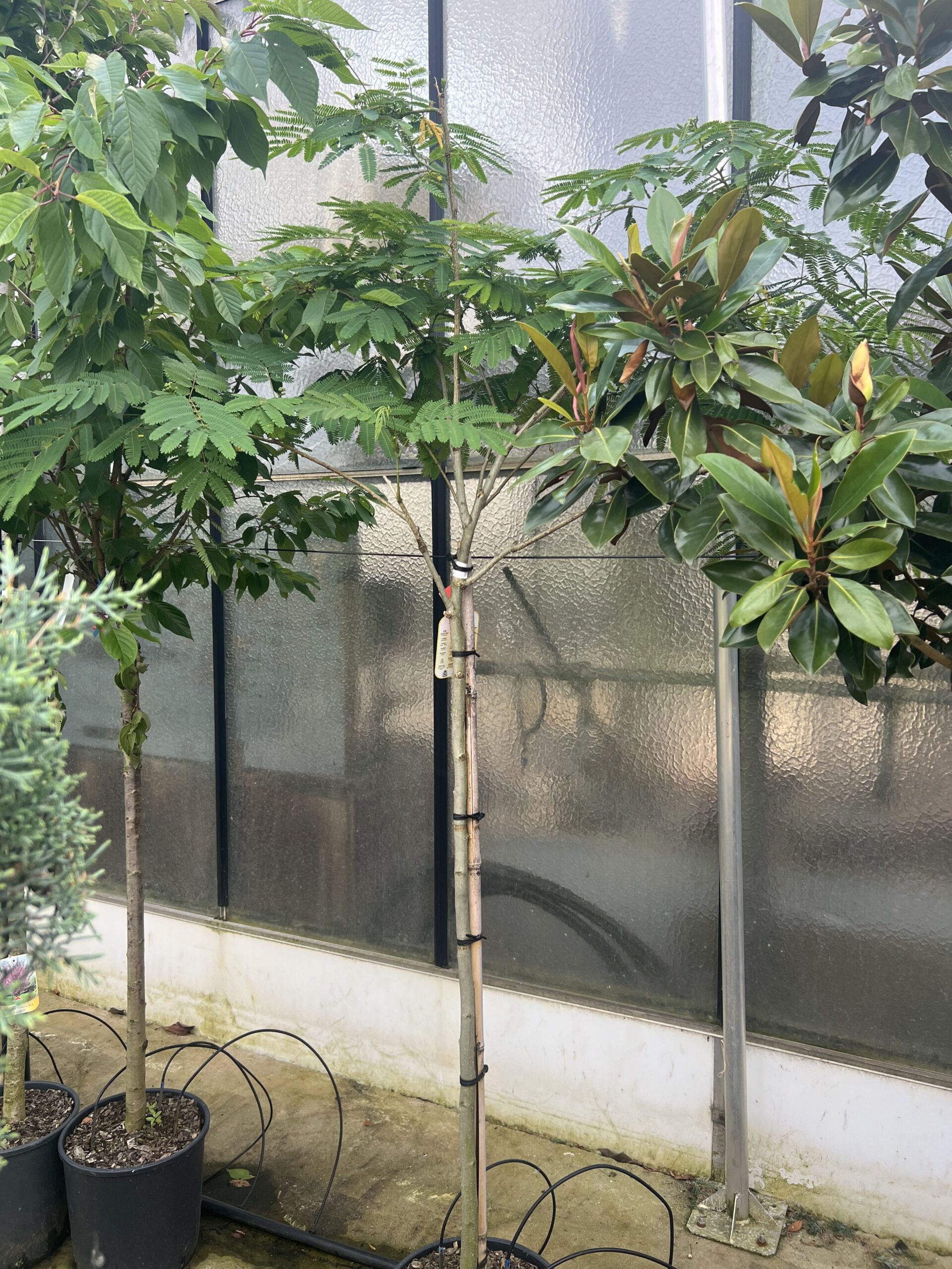 Albizia Julibrissin Ombrella - Perzische Slaapboom 200cm