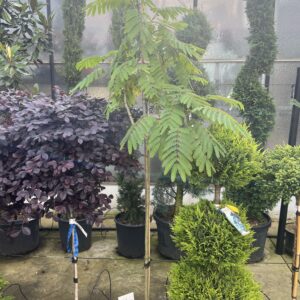 Albizia Julibrissin Ombrella - Perzische Slaapboom 170cm