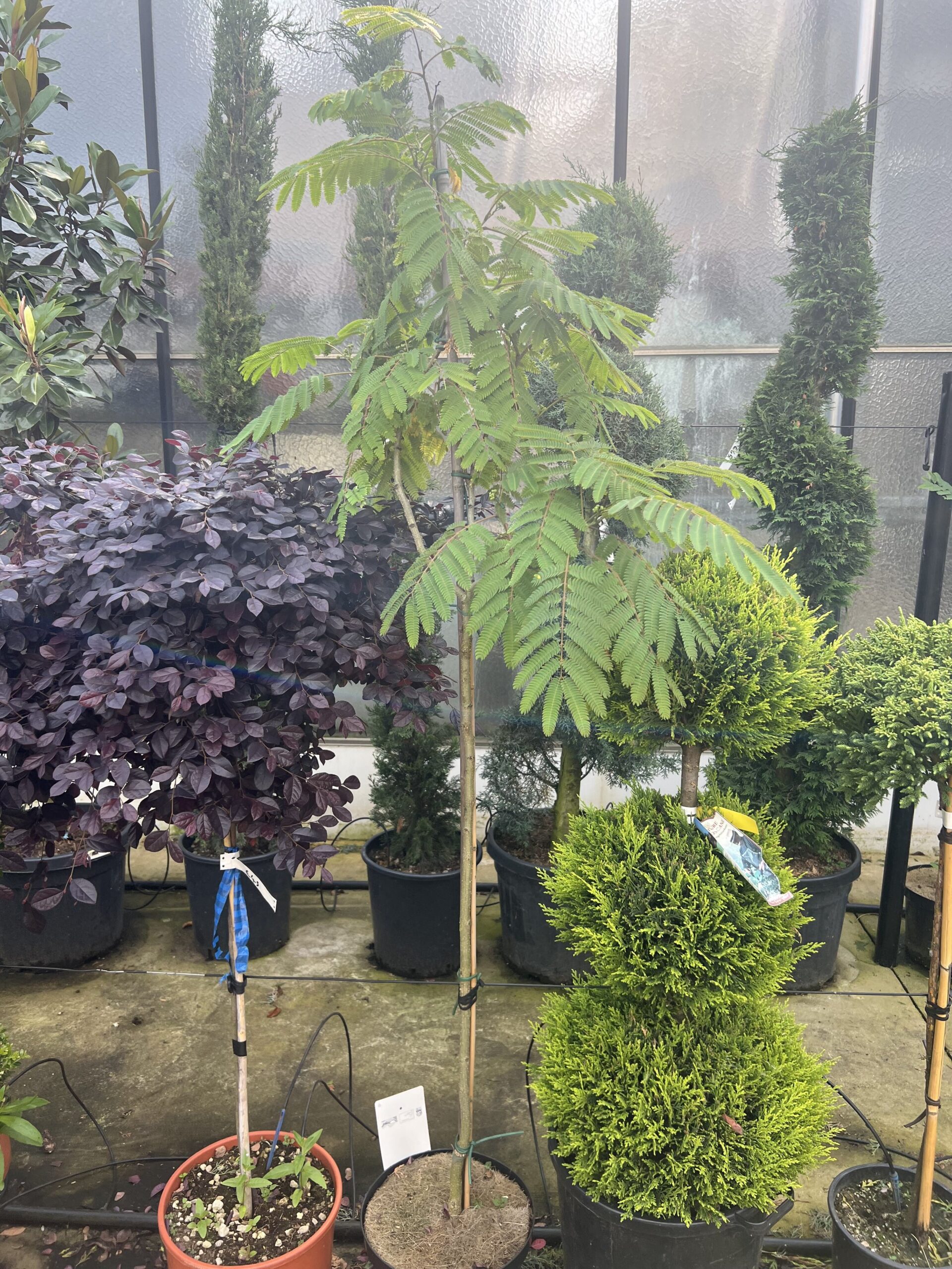 Albizia Julibrissin Ombrella - Perzische Slaapboom 170cm