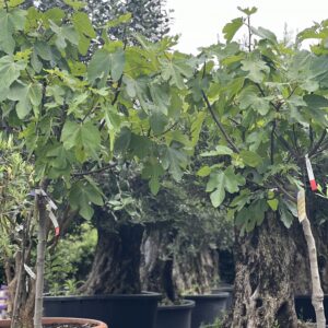 Ficus - Vijgenboom 195cm
