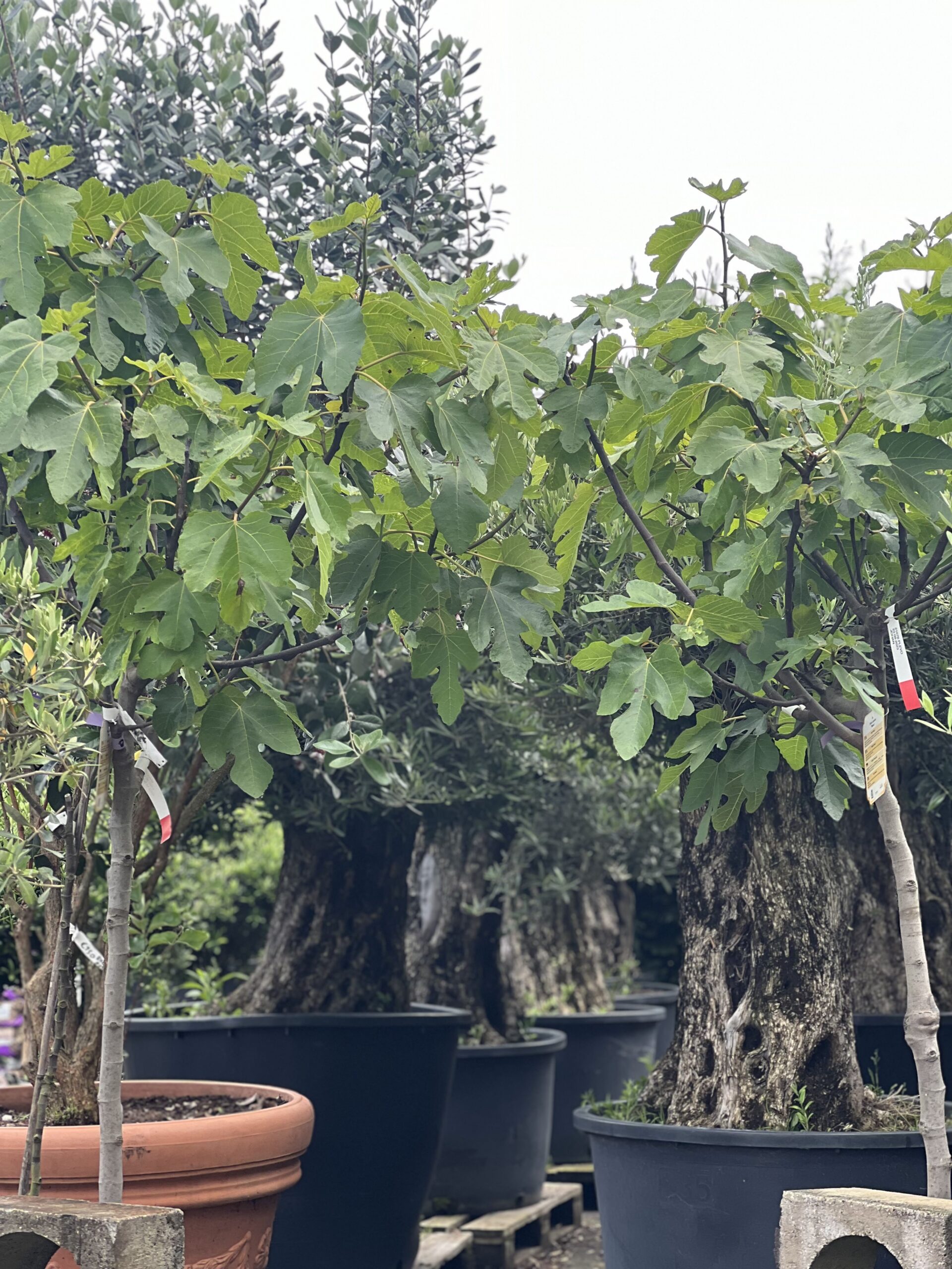 Ficus - Vijgenboom 195cm