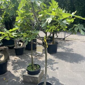 Ficus - Vijgenboom 140cm