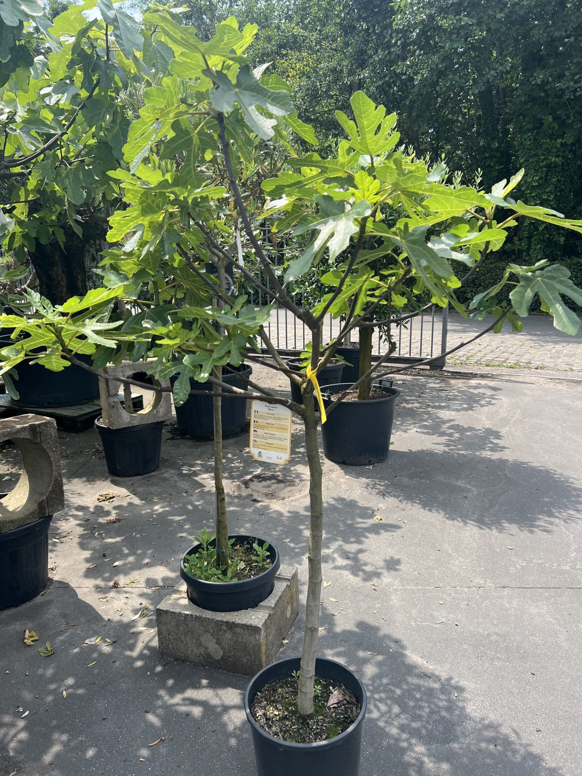 Ficus - Vijgenboom 140cm