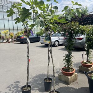 Ficus - Vijgenboom 170cm