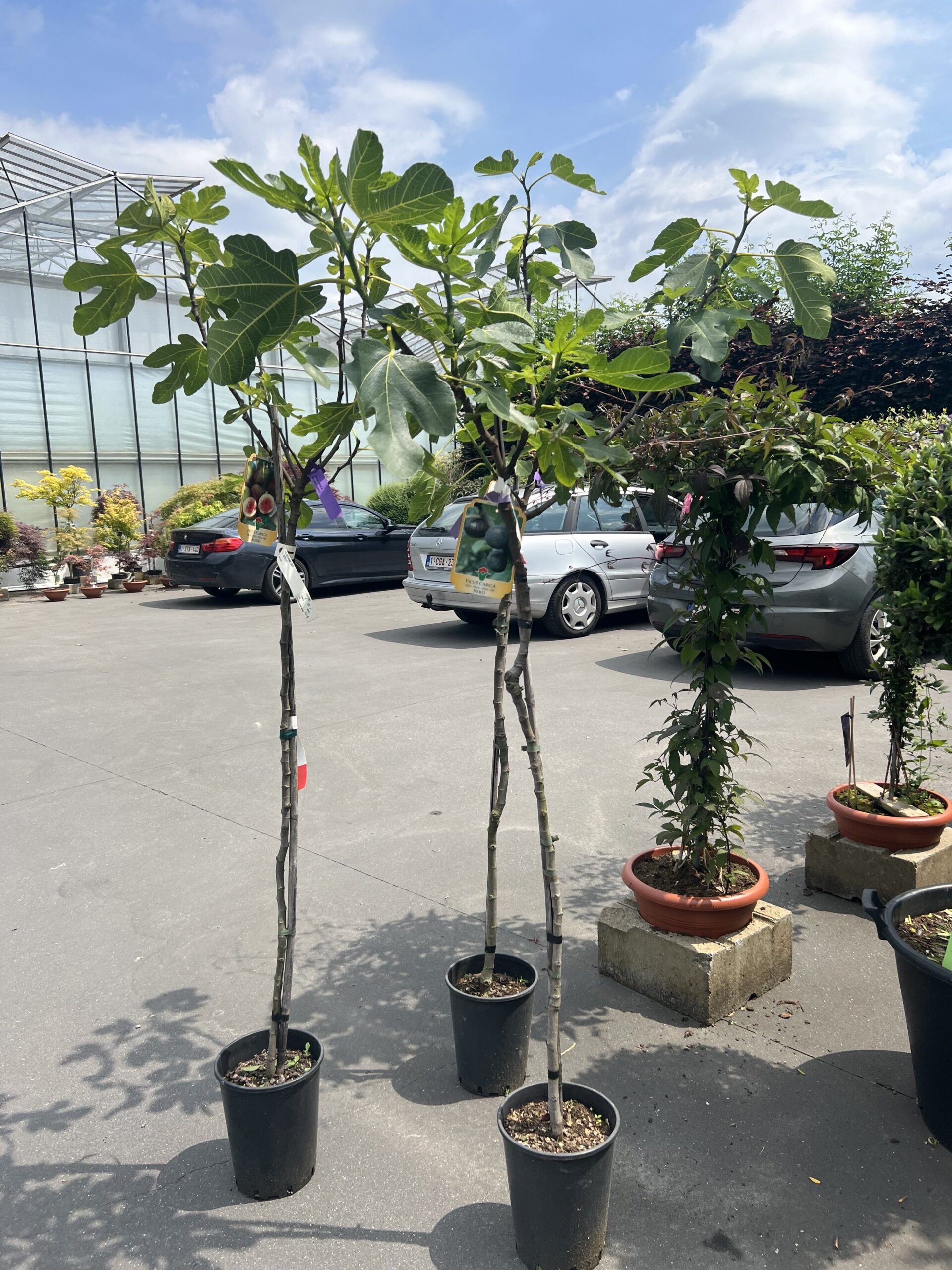 Ficus - Vijgenboom 170cm