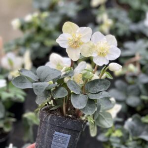 Helleborus pot dia 9