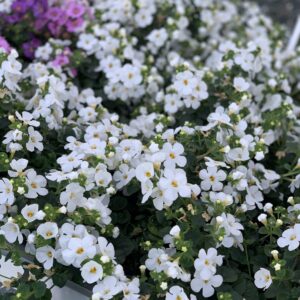 Bacopa wit