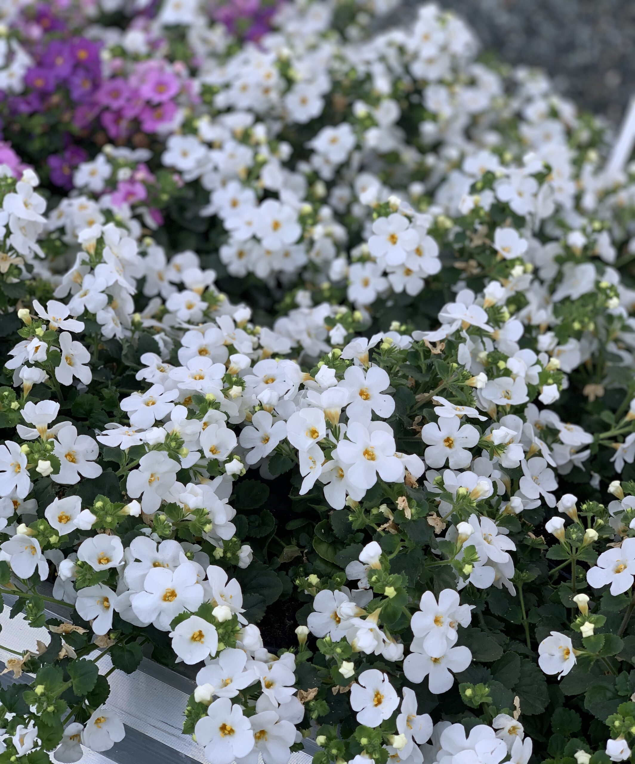 Bacopa wit