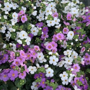 Bacopa Trio