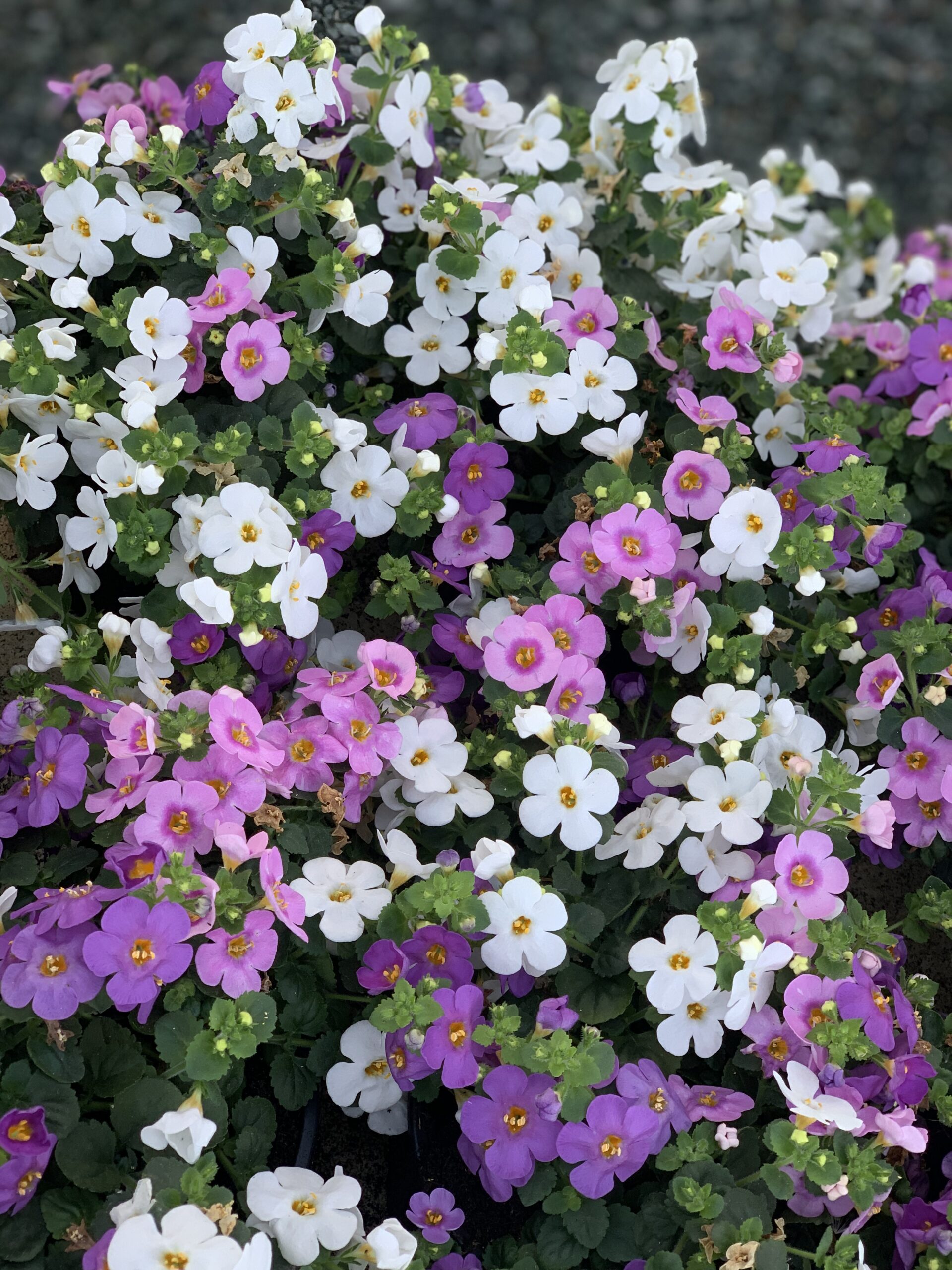 Bacopa Trio