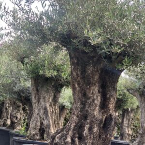 Olea Europaea - Winterharde olijfboom oude stam dia 110 - 130cm