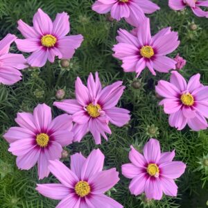 Cosmos