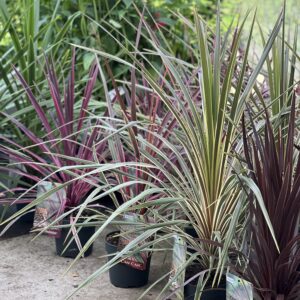 Cordyline Australis -  Koolpalm
