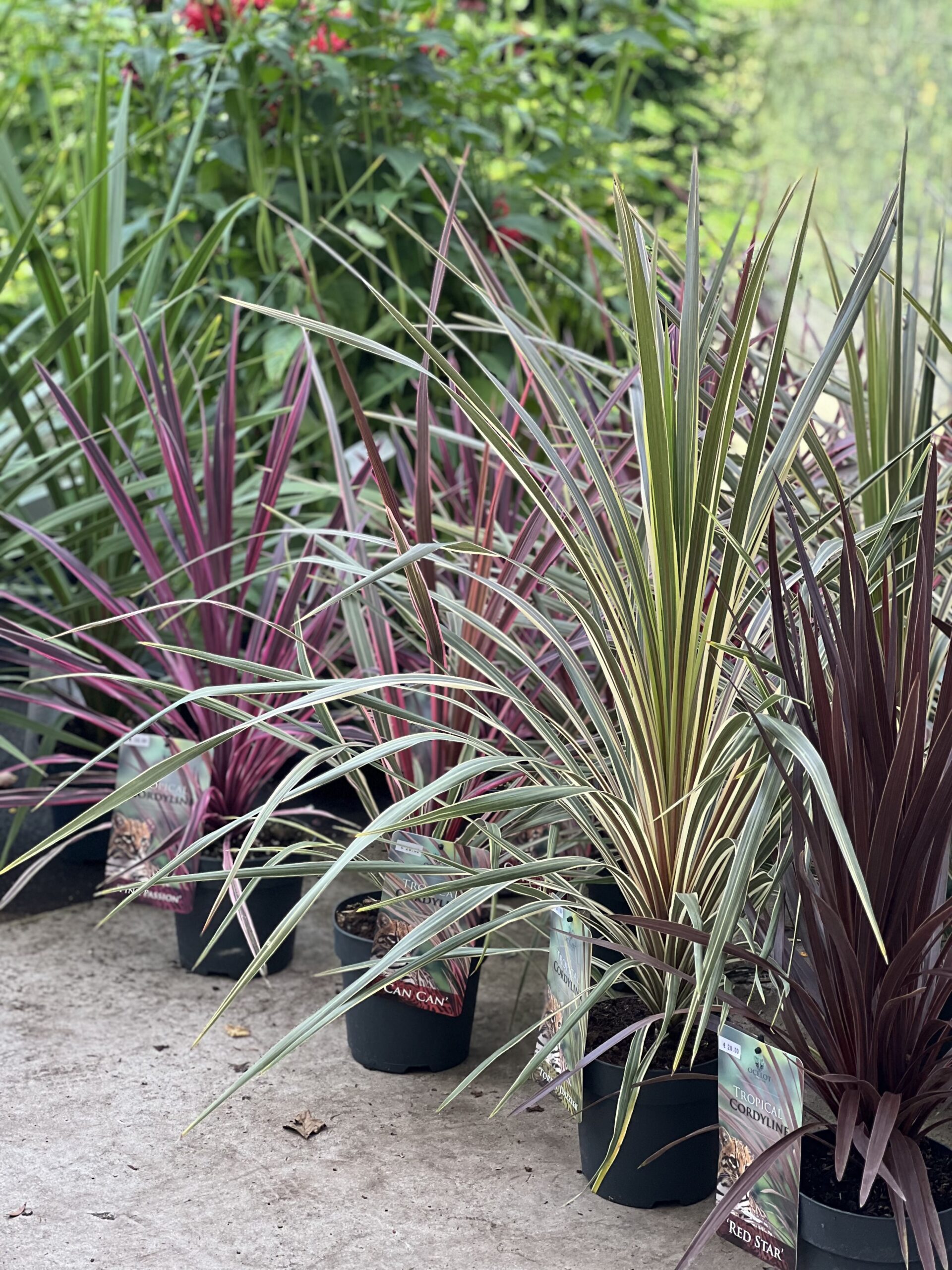 Cordyline Australis - Koolpalm