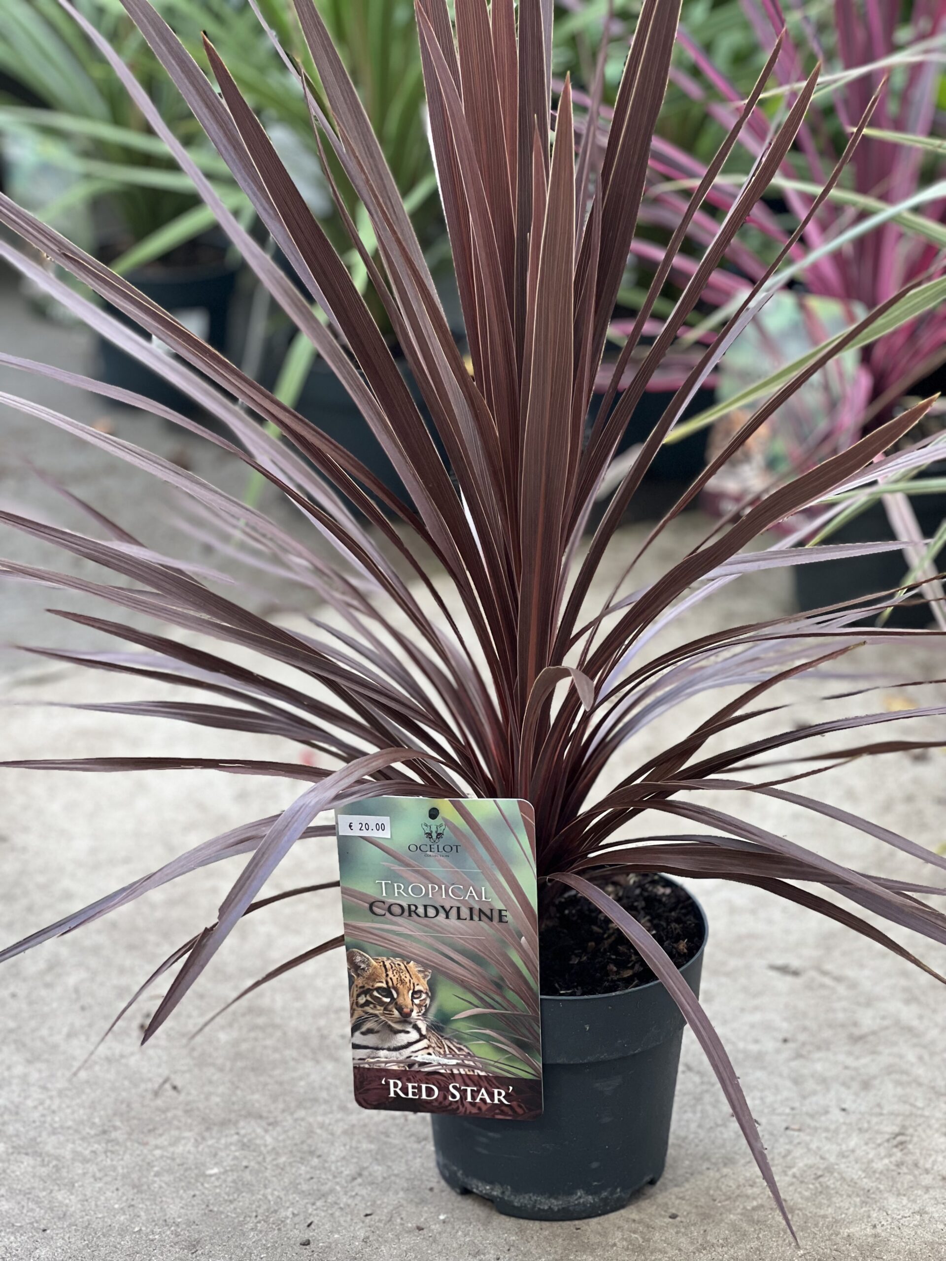 Cordyline Australis - Koolpalm - Image 2