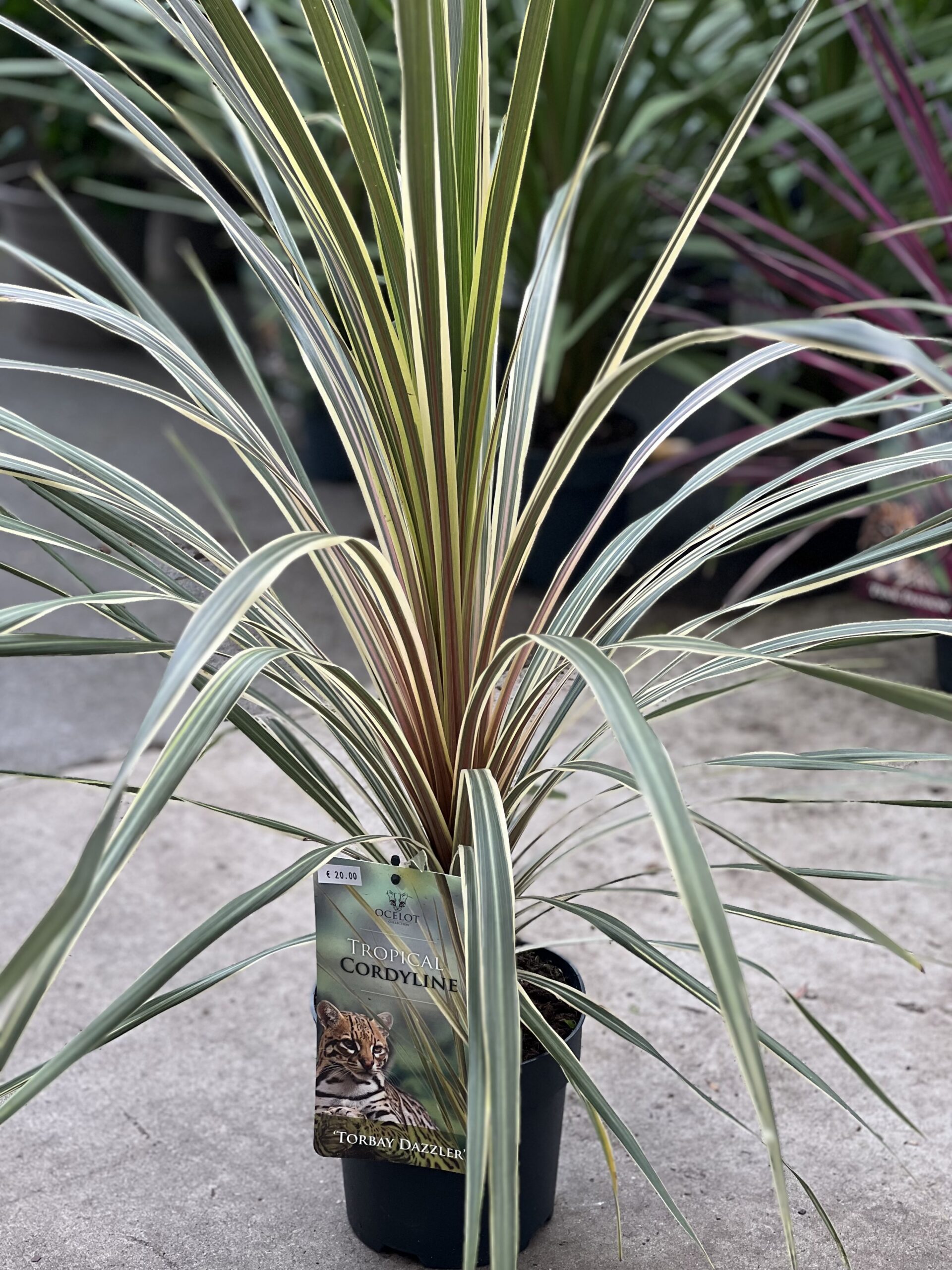 Cordyline Australis - Koolpalm - Image 3