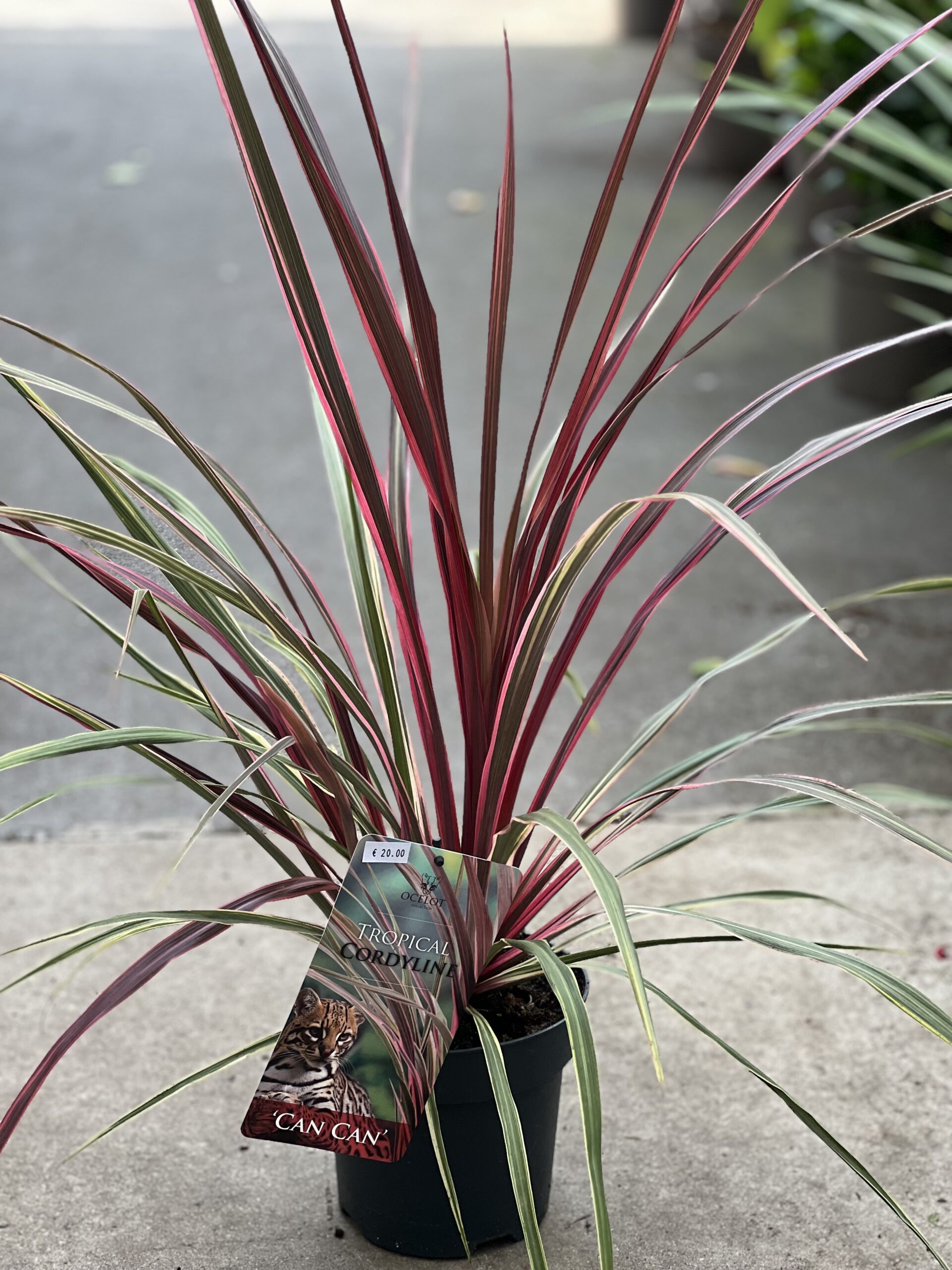 Cordyline Australis - Koolpalm - Image 4