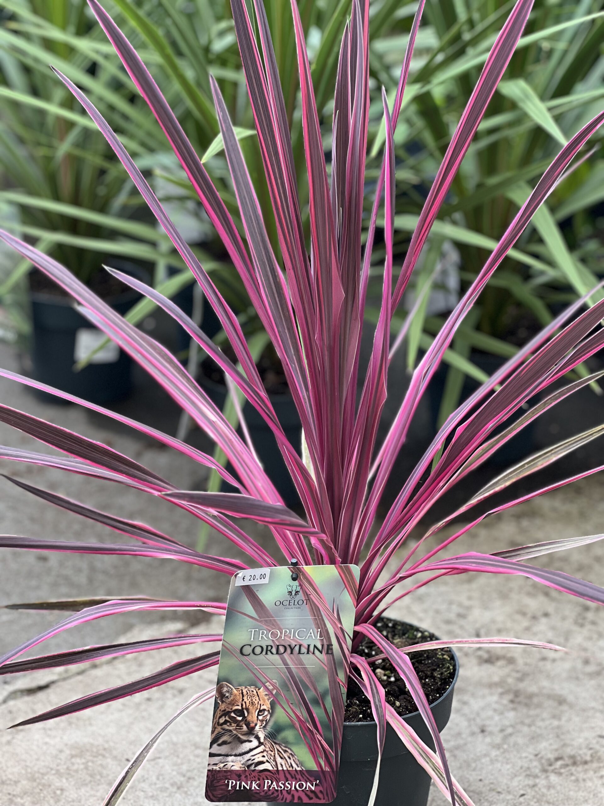 Cordyline Australis - Koolpalm - Image 5
