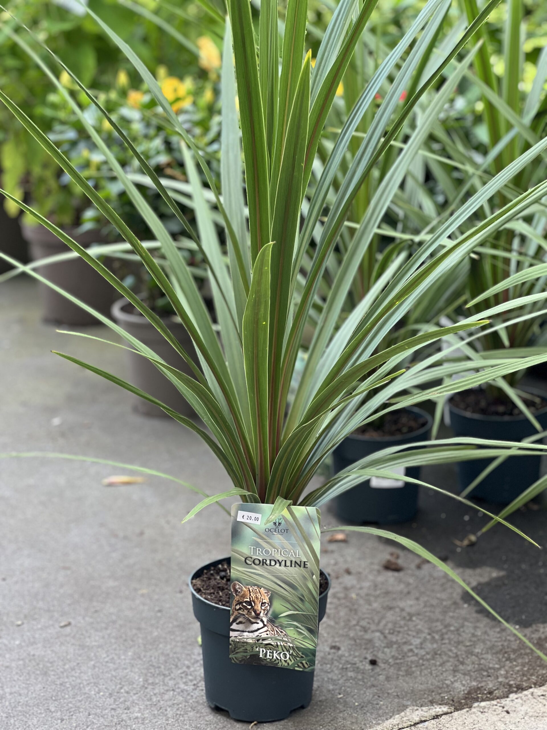 Cordyline Australis - Koolpalm - Image 6