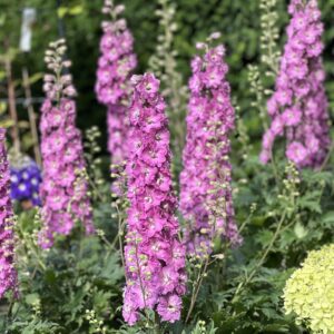 Delphinium Delgenius Chantay