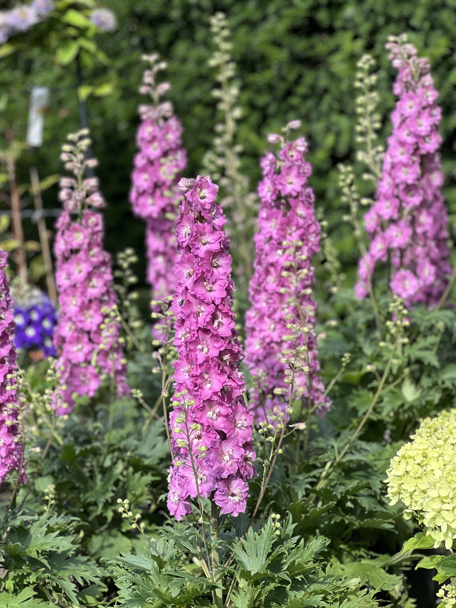 Delphinium Delgenius Chantay
