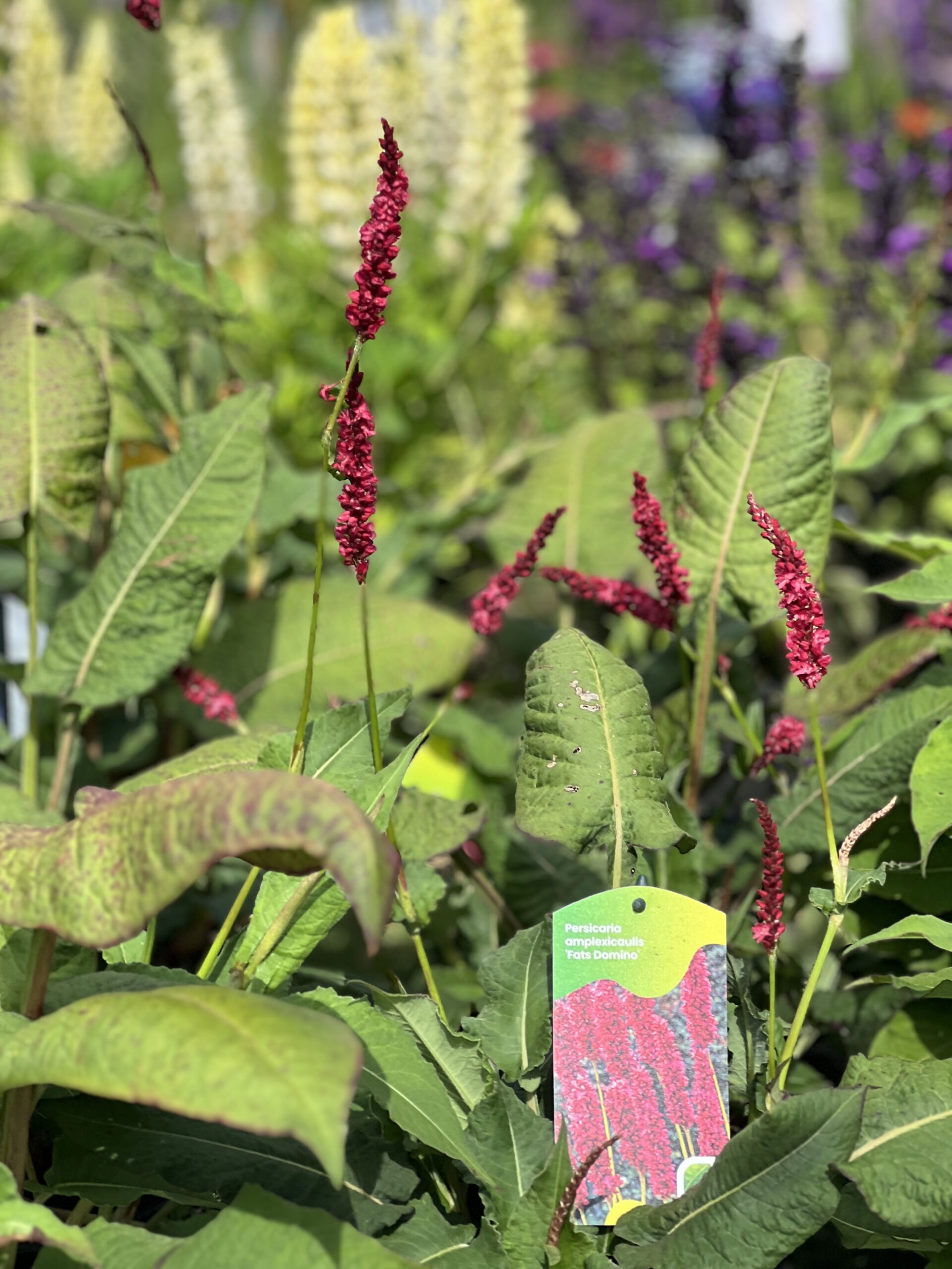 Persicaria amplexicaulis Fat Domino