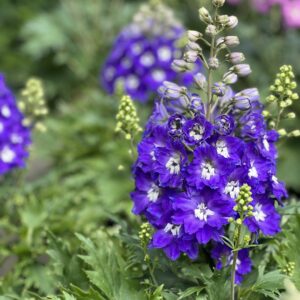Delphinium Delgenius Glitzy