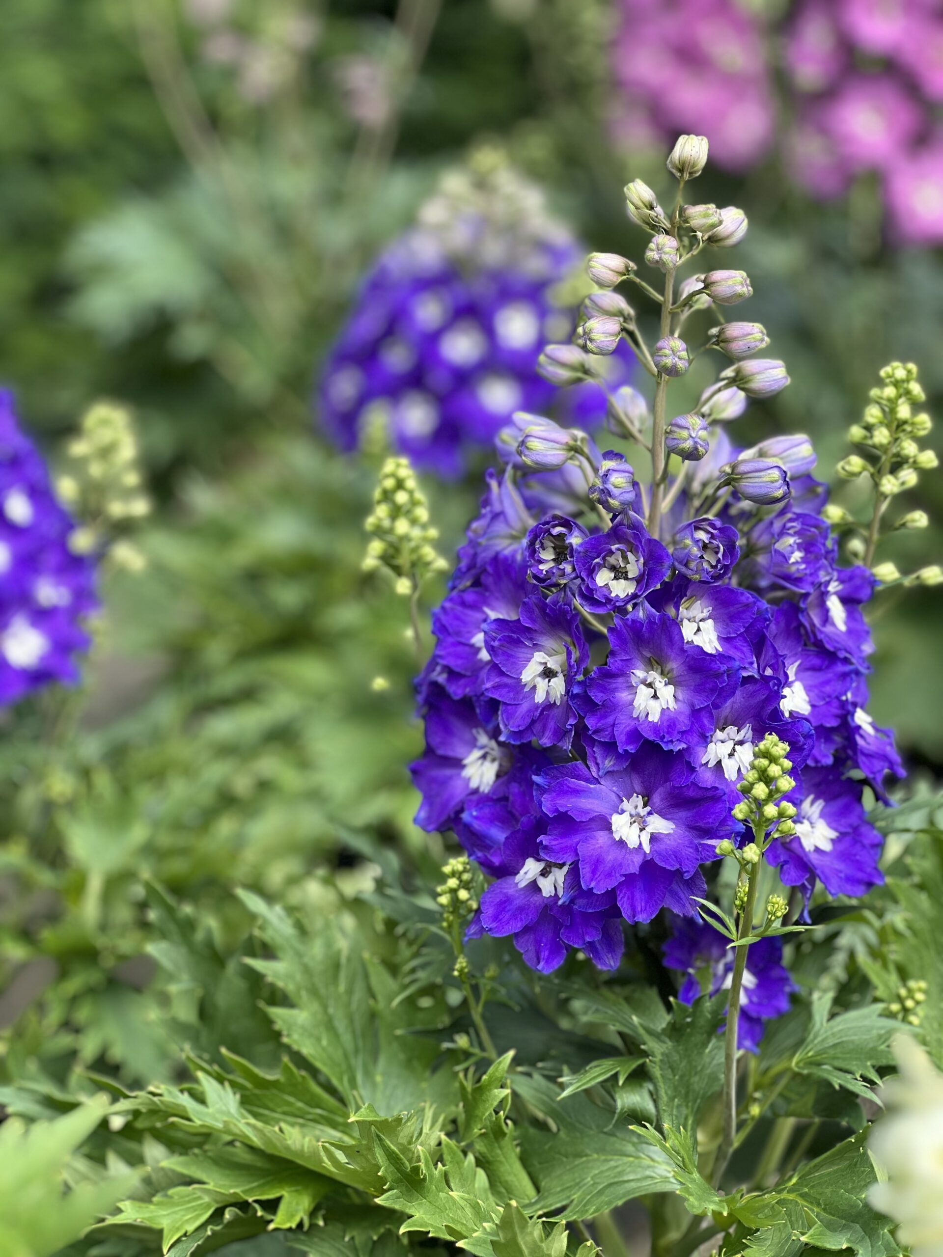 Delphinium Delgenius Glitzy