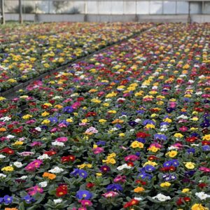 Primula - Sleutelbloem