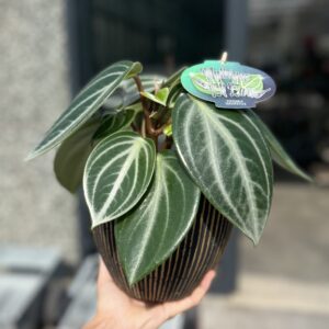 Peperomia sacrophylla - Mystic Elf Ears