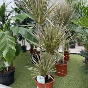 Dracaena Bicolor