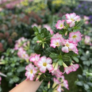 Adenium - Woestijnroos - Desert Rose