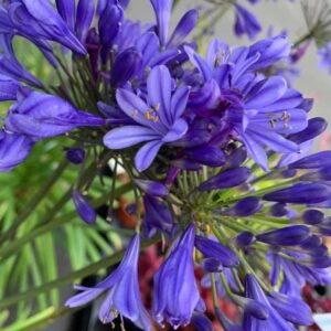 Agapanthus Northern Star - Afrikaanse / Kaapse lelie
