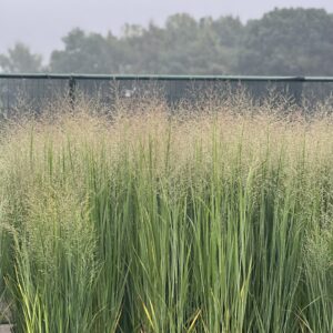 Panicum virgatum Northwind - Vingergras
