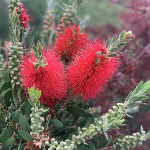 Callistemon op Stam 150cm