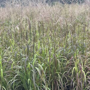 Miscanthus sinensis Navajo - Prachtriet