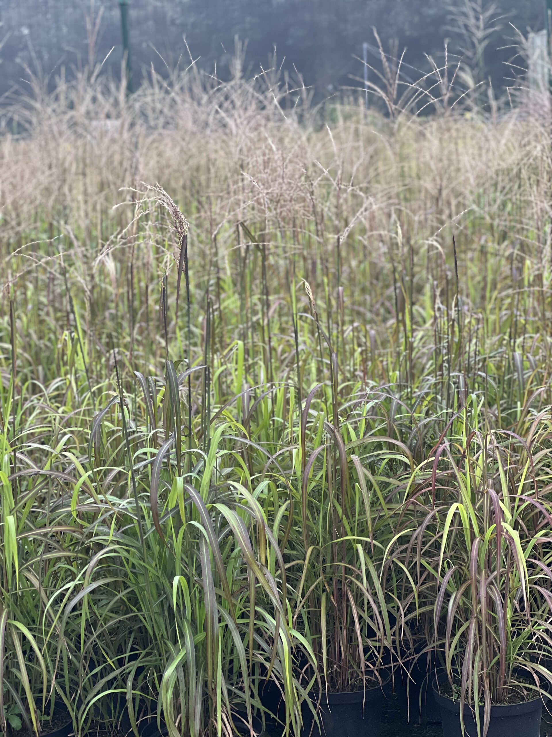 Miscanthus sinensis Navajo - Prachtriet