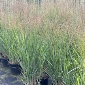 Panicum virgatum Buffalo Green - Vingergras