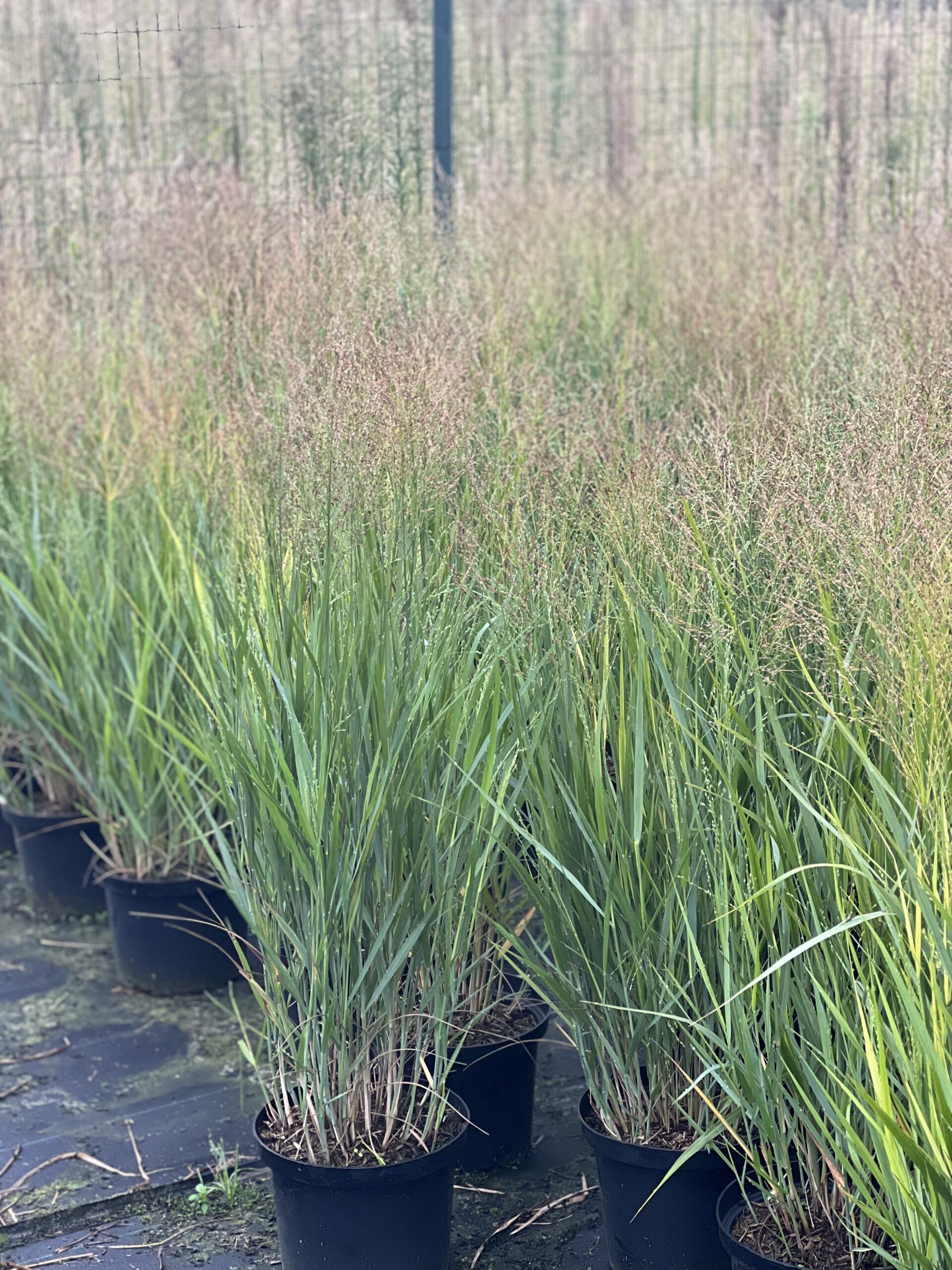 Panicum virgatum Buffalo Green - Vingergras