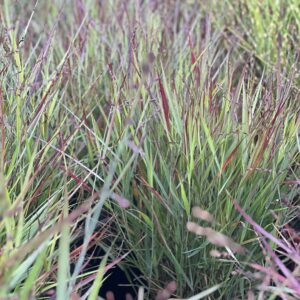 Panicum virgatum Cheyenne Sky - Vingergras