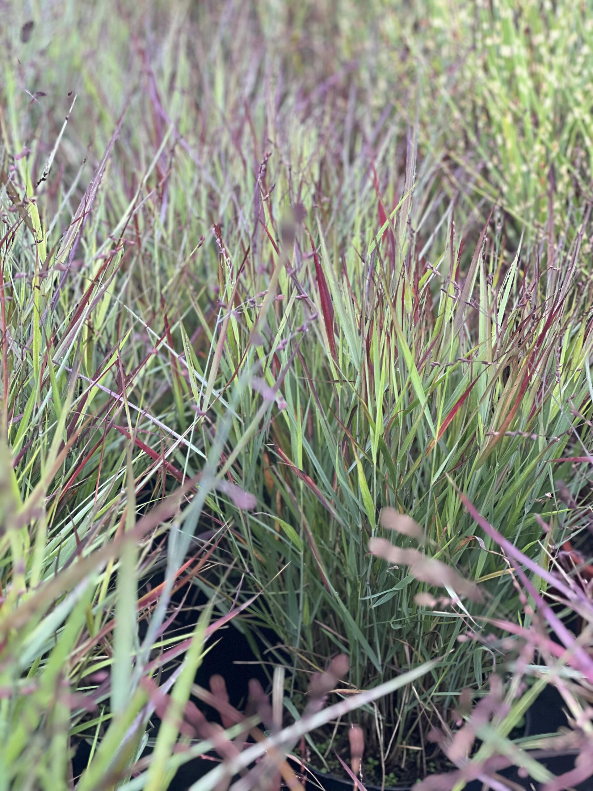 Panicum virgatum Cheyenne Sky - Vingergras