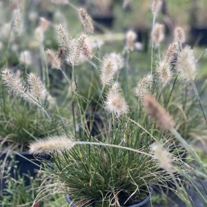 Pennisetum Little Bunny - Lampepoetsersgras