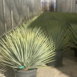 Yucca Rostrata Struik 70cm