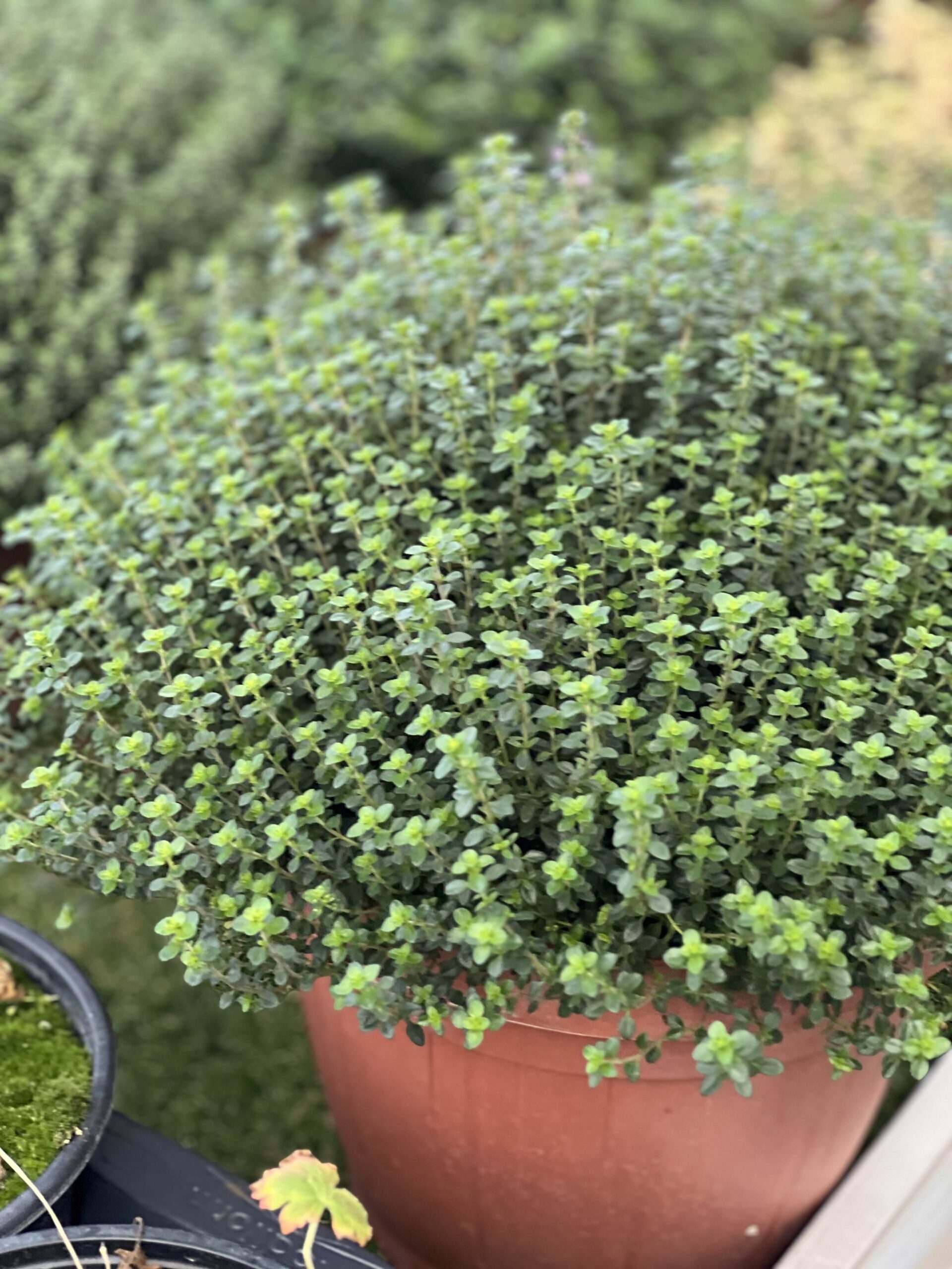 Kruiden planten XL formaat - Image 2