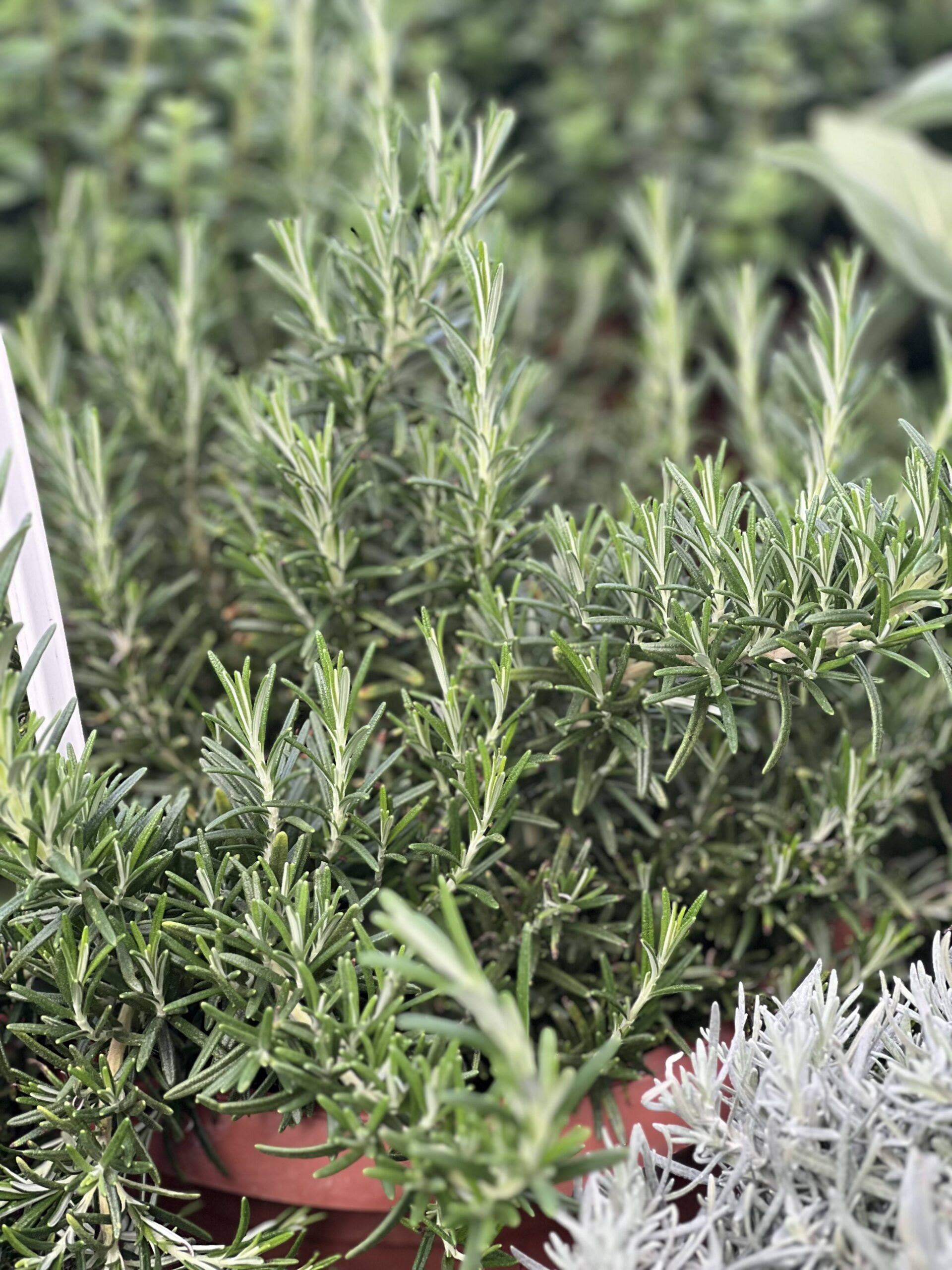 Kruiden planten XL formaat - Image 8