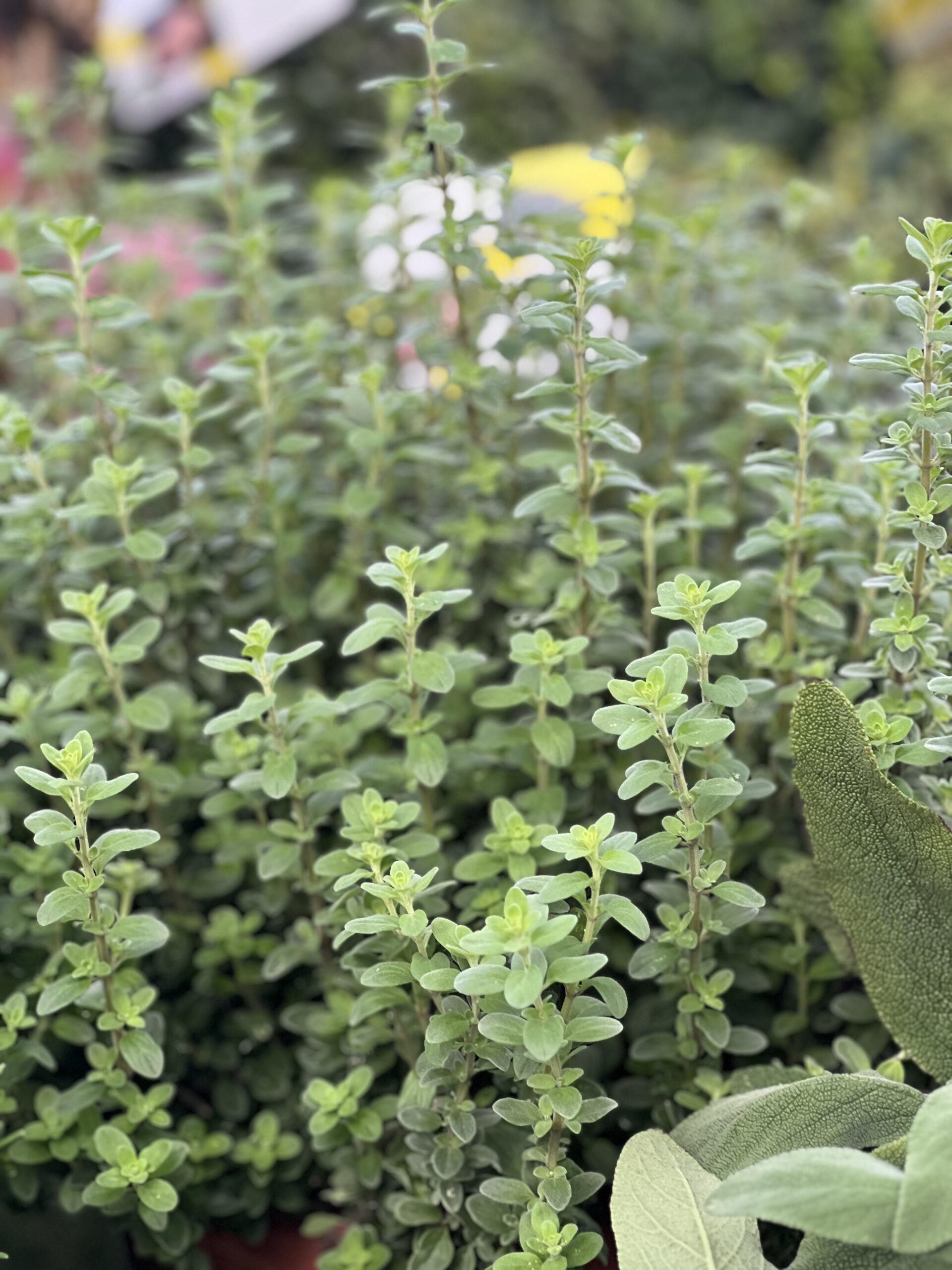 Kruiden planten XL formaat - Image 9