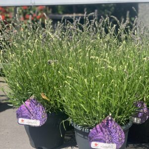 Lavandula Angustifolia pot 27