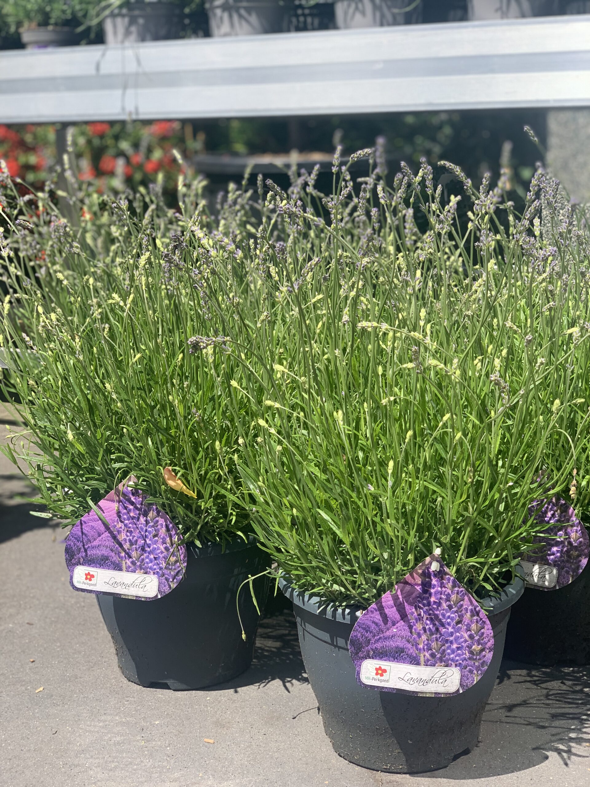 Lavandula Angustifolia pot 27