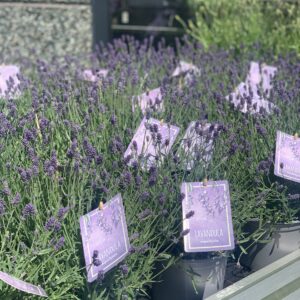 Lavandula Angustifolia pot 17